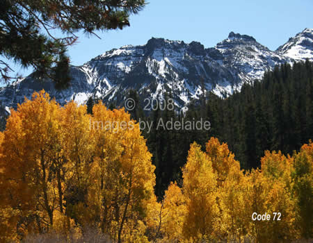 Aspen and Snow Covered Peaks